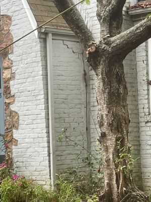 The same corner from the other side, the crack beside the tree whose roots caused the movement.